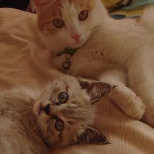 Meet your Posher, Shan